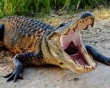 Image result for Alligator Dangerous