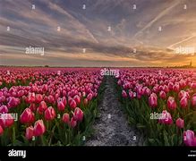 Image result for Tulip Fields in Netherlands Amsterdam Sunset