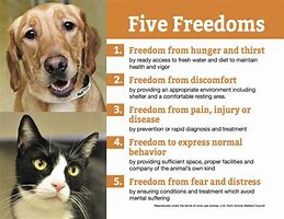 Image result for 5 Freedoms