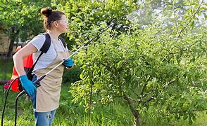 Image result for Best Backpack to Japan