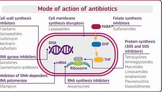 Image result for Antibiotic Action