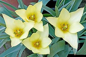 Image result for Tulipa Honky Tonk
