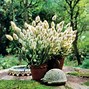 Image result for Bunny Grass