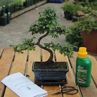 Image result for 8 Year Old Tree