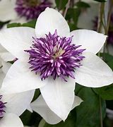 Image result for Clematis White with Purple and Green Centre