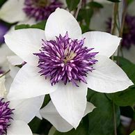 Image result for White Clematis with Purple Centers Varieties