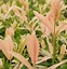 Image result for Salix integra Hakuro-nishiki