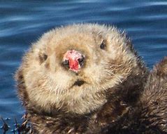 Image result for Otter Pink Nose