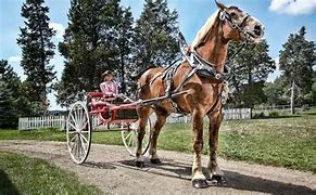 Image result for Big Jake Horse