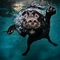 Image result for 1500X500 Wallpaper Swimming