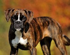 Image result for Male Boxer Dog