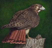 Image result for Red Tail Hawk Art