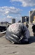 Image result for Atlantic City Beached Whale