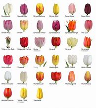 Image result for World's Favorite Tulip