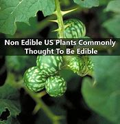 Image result for Non Edible Plants List in Africa