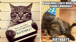 Image result for Happy Birthday Cat Memes at Work