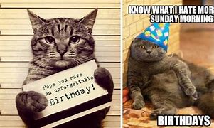 Image result for Cat Birthday Memes for Women