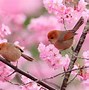 Image result for Spring Flowers Birds Wallpaper