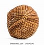 Image result for Aduklt Brazilian Three Band Armadillo Rolled Up