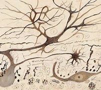 Image result for Ramon Y Cajal Retina Drawing