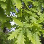 Image result for Green Beech Tree