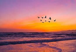 Image result for Bird On Pebble Beach