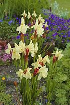 Image result for Roscoea cautleoides