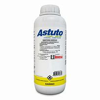 Image result for astuto
