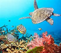 Image result for Marine Habitat