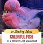 Image result for Small Colorful Freshwater Fish