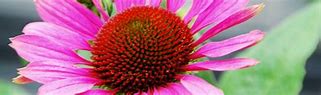 Image result for Echinacea purpurea Little Magnus ®