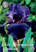 Image result for Iris Black Dragon (Germanica-Group)