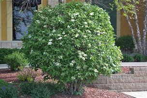 Image result for Viburnum lantana Mohican