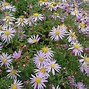 Image result for Aster JS® Eleven Purple