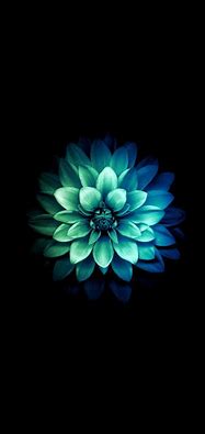 Image result for iOS Wallpaper Blue Flower