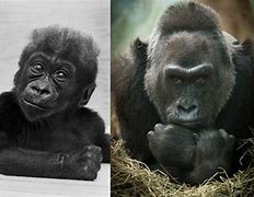 Image result for First Gorilla Born in Captivity