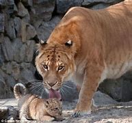 Image result for Liger Lion and Tiger