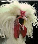 Image result for Ugly Rooster Funny