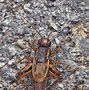 Image result for Northern Fall Field Cricket