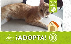 Image result for adopta5