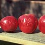 Image result for Apple Tree Fungus Identification