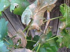 Image result for Grape Vine Leaves Turning Brown