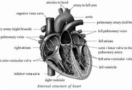 Image result for Class 10 Science Life Processes Notes