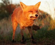 Image result for Angry Fox