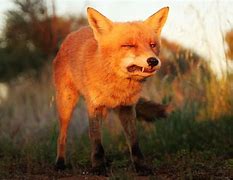 Image result for Angry Fox