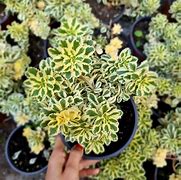 Image result for Sedum takesimense