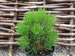 Image result for Pinus leucodermis Schmidtii