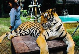 Image result for Tiger Kingdom Phuket