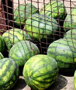 Image result for How to Protect Your Watermelon Farm Meme