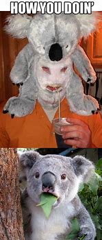 Image result for Shocked Koala